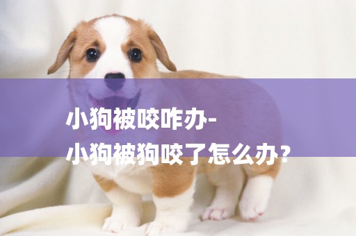 小狗被咬咋辦-
小狗被狗咬了怎么辦？