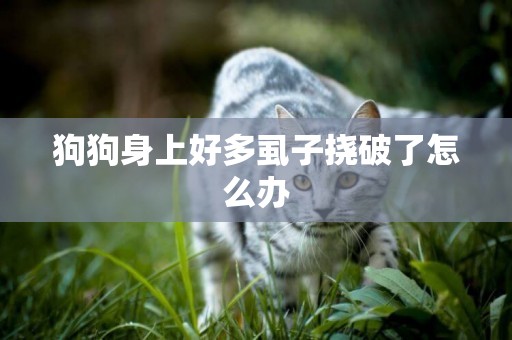 狗狗身上好多虱子撓破了怎么辦