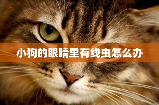 小狗的眼睛里有線蟲怎么辦