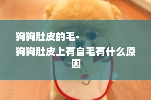狗狗肚皮的毛-
狗狗肚皮上有自毛有什么原因