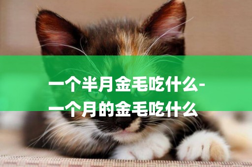 一個半月金毛吃什么-
一個月的金毛吃什么