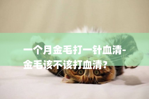 一個月金毛打一針血清-
金毛該不該打血清？