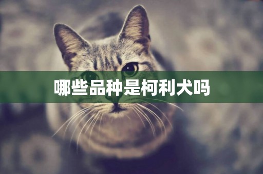 哪些品種是柯利犬嗎