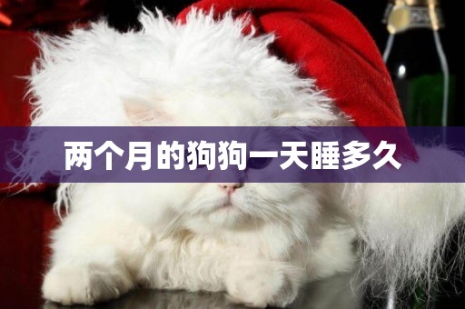 兩個月的狗狗一天睡多久