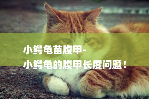 小鱷龜苗腹甲-
小鱷龜的腹甲長度問題！