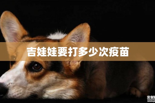 吉娃娃要打多少次疫苗