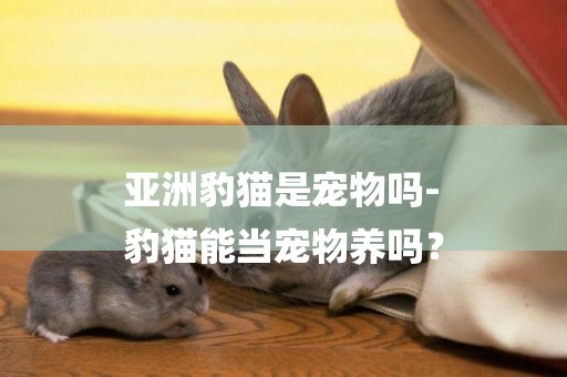 亞洲豹貓是寵物嗎-
豹貓能當寵物養嗎？