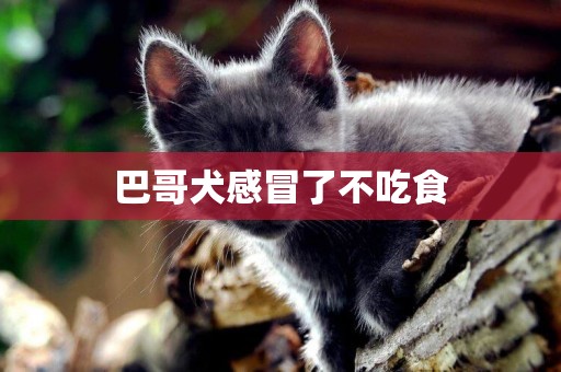 巴哥犬感冒了不吃食