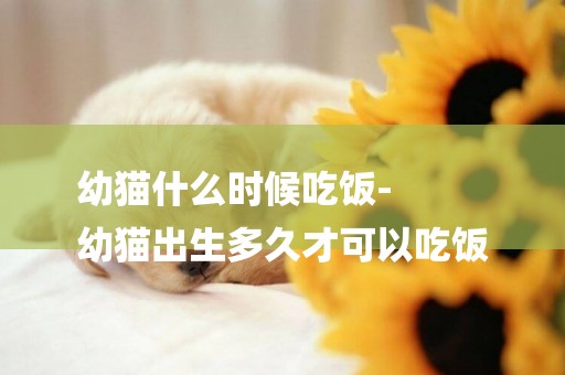 幼貓什么時候吃飯-
幼貓出生多久才可以吃飯