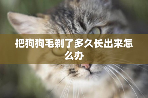 把狗狗毛剃了多久長出來怎么辦