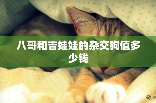 八哥和吉娃娃的雜交狗值多少錢