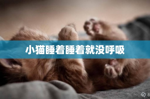小貓睡著睡著就沒呼吸
