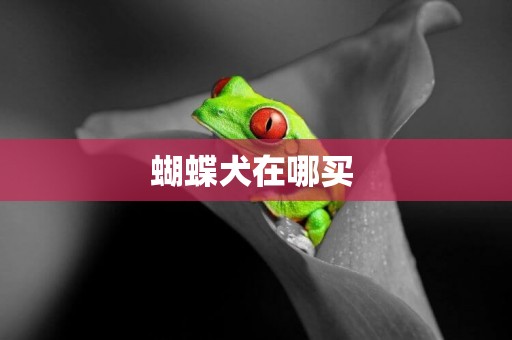 蝴蝶犬在哪買 
