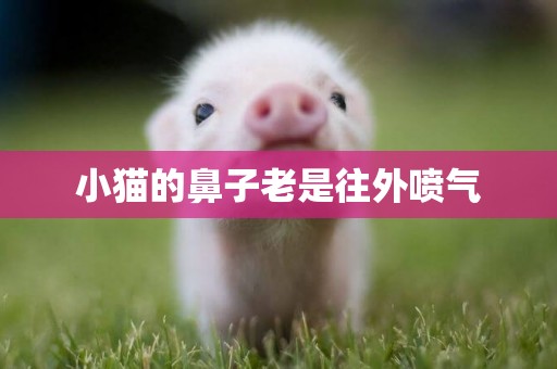 小貓的鼻子老是往外噴氣