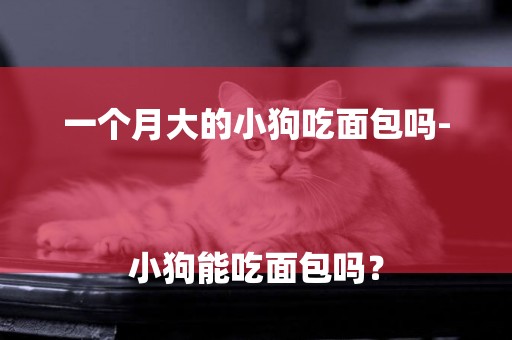 一個月大的小狗吃面包嗎-
小狗能吃面包嗎？