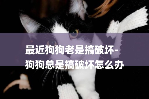 最近狗狗老是搞破壞-
狗狗總是搞破壞怎么辦