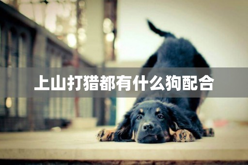 上山打獵都有什么狗配合