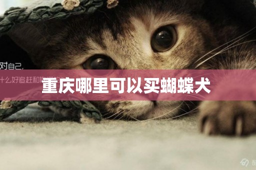 重慶哪里可以買蝴蝶犬 