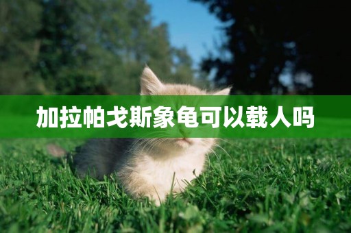 加拉帕戈斯象龜可以載人嗎