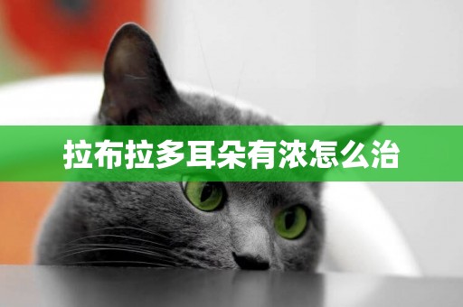 拉布拉多耳朵有濃怎么治