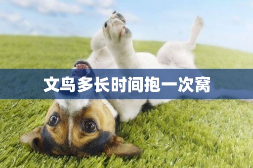 文鳥多長時間抱一次窩