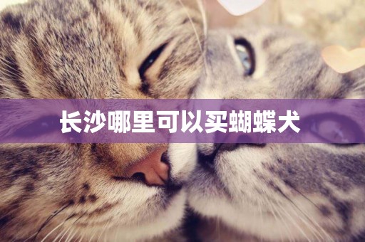 長沙哪里可以買蝴蝶犬 