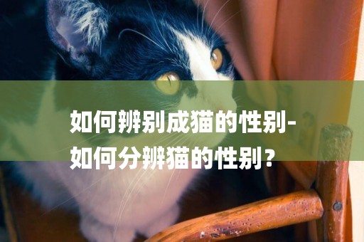 如何辨別成貓的性別-
如何分辨貓的性別？