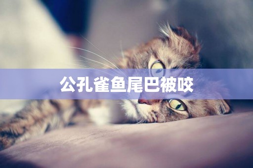 公孔雀魚尾巴被咬