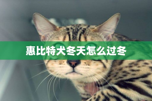 惠比特犬冬天怎么過冬