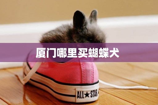 廈門哪里買蝴蝶犬 