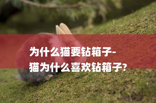 為什么貓要鉆箱子-
貓為什么喜歡鉆箱子?