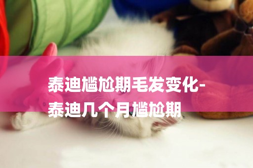 泰迪尷尬期毛發變化-
泰迪幾個月尷尬期