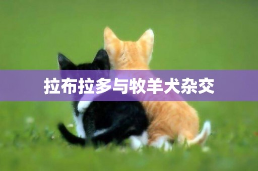 拉布拉多與牧羊犬雜交