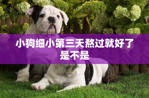 小狗細小第三天熬過就好了是不是