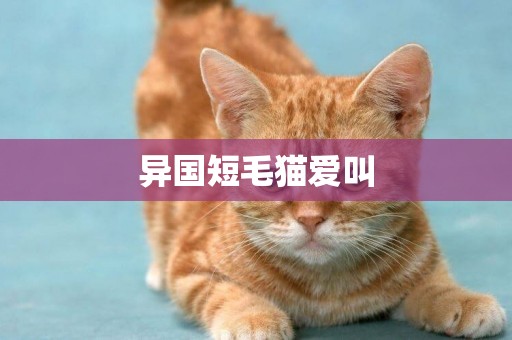異國短毛貓愛叫