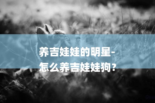養吉娃娃的明星-
怎么養吉娃娃狗？