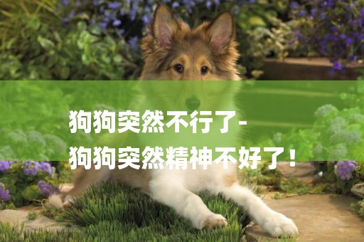 狗狗突然不行了-
狗狗突然精神不好了！