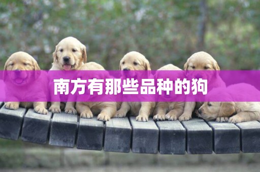 南方有那些品種的狗