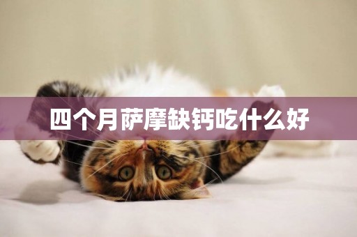 四個月薩摩缺鈣吃什么好