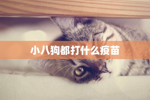 小八狗都打什么疫苗