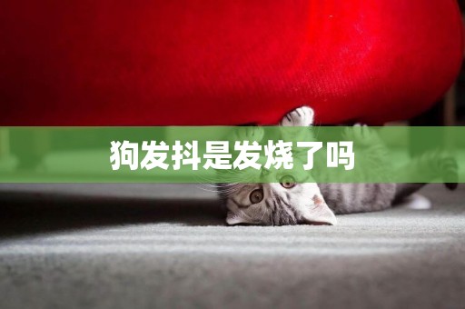 狗發抖是發燒了嗎