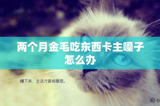 兩個月金毛吃東西卡主嗓子怎么辦