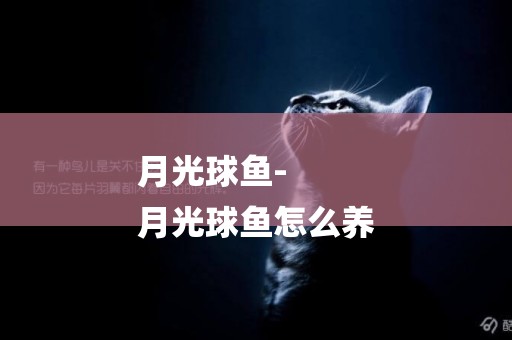 月光球魚-
月光球魚怎么養