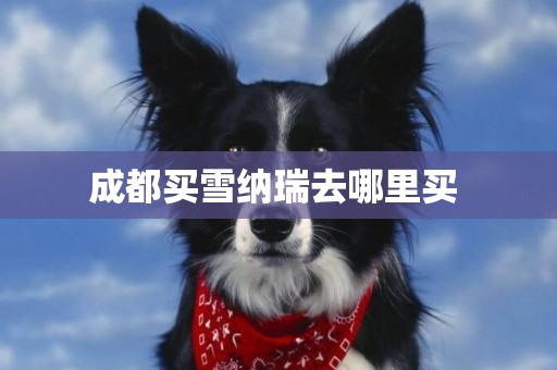 成都買雪納瑞去哪里買 