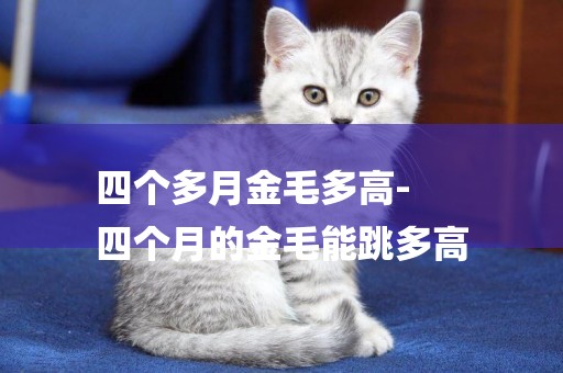 四個多月金毛多高-
四個月的金毛能跳多高