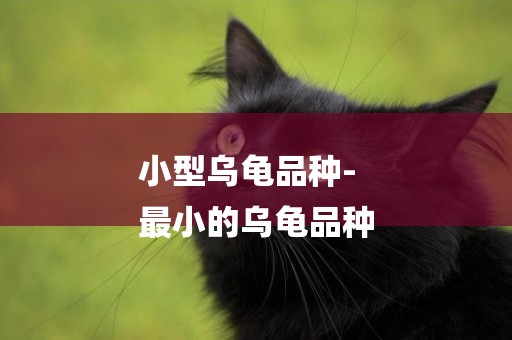 小型烏龜品種-
最小的烏龜品種