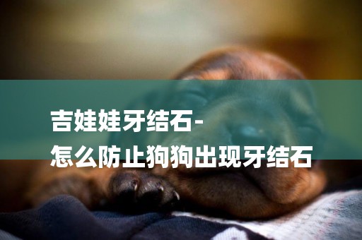 吉娃娃牙結石-
怎么防止狗狗出現牙結石