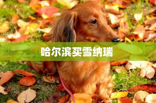 哈爾濱買雪納瑞 