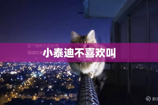 小泰迪不喜歡叫