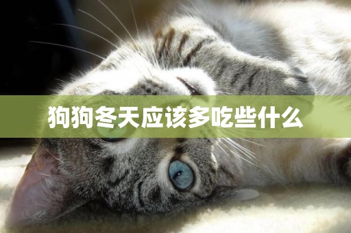 狗狗冬天應該多吃些什么